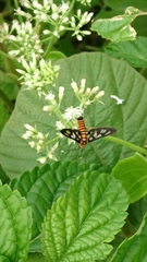 Amata huebneri