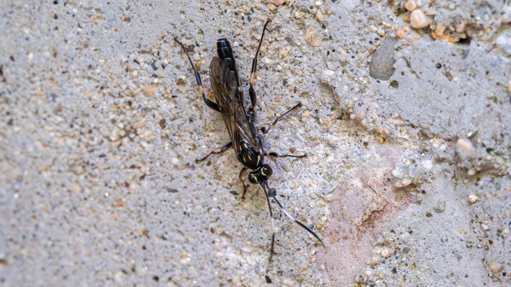 Coelichneumon bivittatus