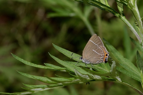 White-letter Hairstreak