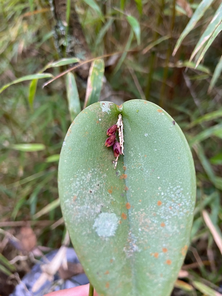 Acianthera prolifera