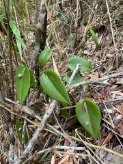 Acianthera prolifera, photograph Alexandre Magno, CC BY, iNaturalist via GBIF