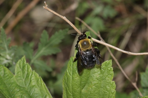 Appendiculate Carpenter Bee