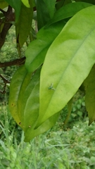 Sciapodinae
