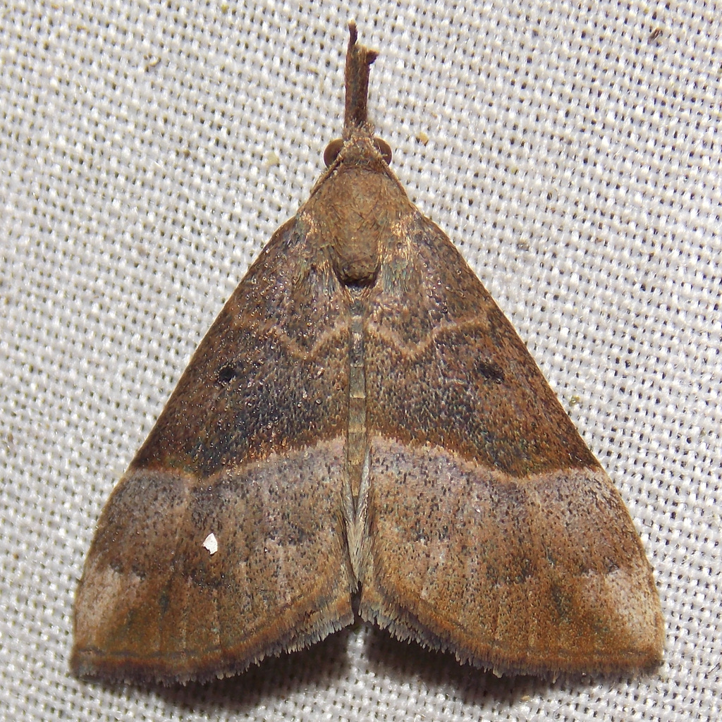 Red-footed Snout