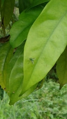 Sciapodinae