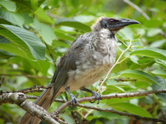 Noisy Friarbird photo 4