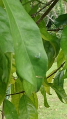 Sciapodinae