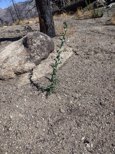 White bark California lilac seedling