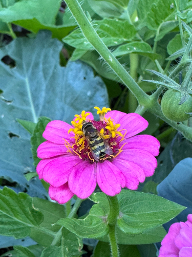 Unknown species found near Monida St, Bozeman, MT, US