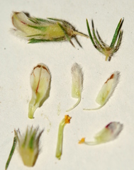 Aspalathus barbigera