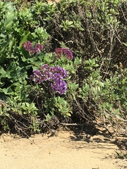Limonium perezii