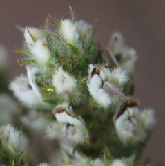 Aspalathus barbigera