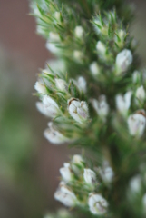 Aspalathus barbigera