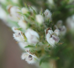 Aspalathus barbigera