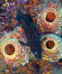 Rypticus saponaceus