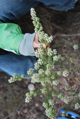 Aspalathus barbigera