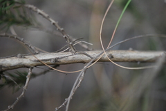 Aspalathus barbigera