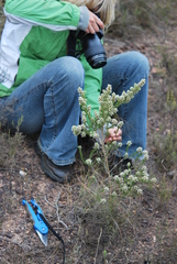 Aspalathus barbigera