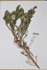 Aspalathus barbigera