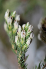 Aspalathus barbigera