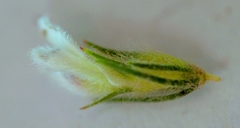 Aspalathus barbigera