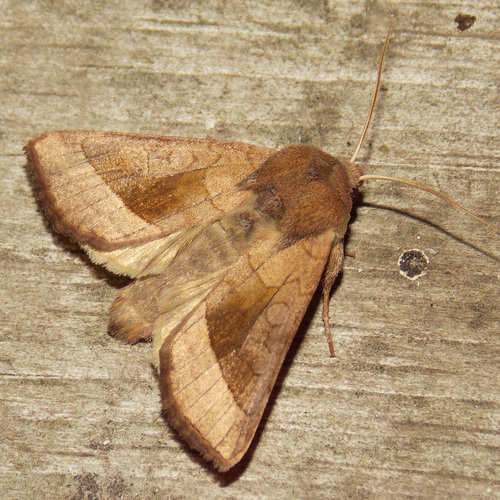 Rosy Rustic photo 3