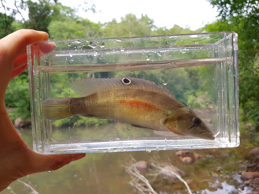 Butterfly Pike Cichlid