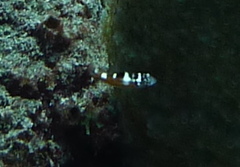 Serranus tabacarius