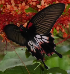 Papilio memnon agenor
