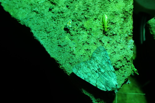Sordid Underwing photo 4