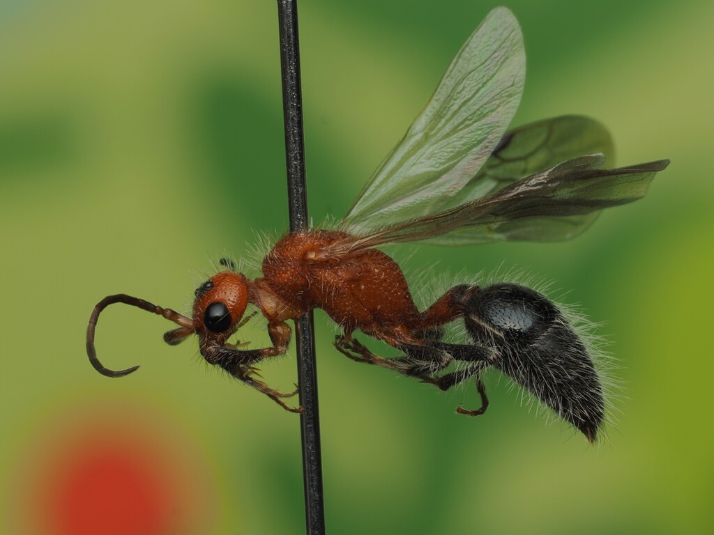 Acanthophotopsis bequaertii