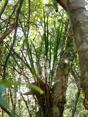 Brassavola tuberculata