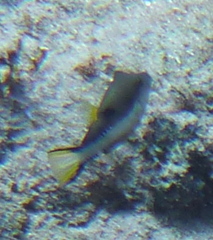Canthigaster rostrata