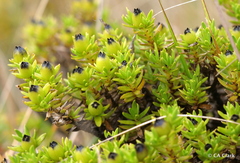 Coprosma ernodeoides