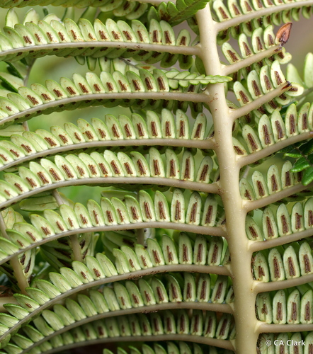Sadleria cyatheoides