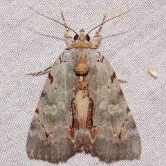 Catocala grynea