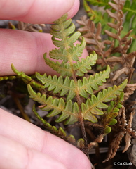 Pteridium aquilinum decompositum