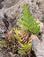 Pteridium aquilinum decompositum