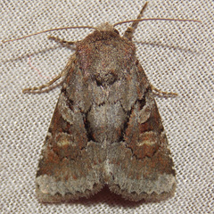 Oligia minuscula