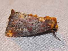Achatodes zeae