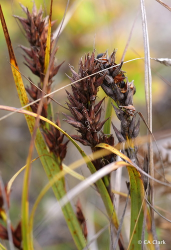 Morelotia gahniiformis