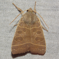 Ipimorpha pleonectusa