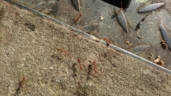 Oecophylla smaragdina