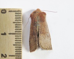 Orthosia pulchella