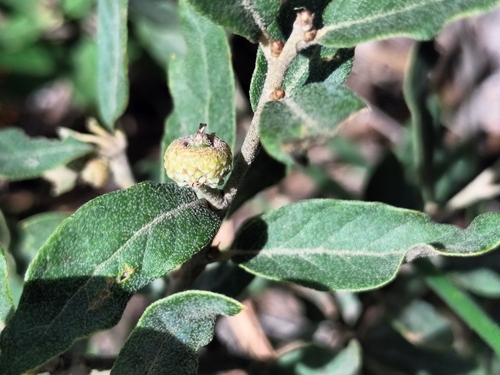 Quercus striatula (Quercus striatula)