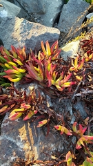 Carpobrotus aequilaterus