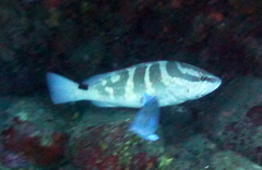 Epinephelus striatus