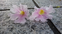 Tabebuia rosea