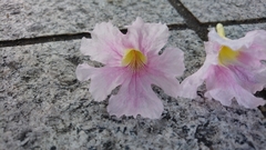 Tabebuia rosea