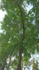 Tabebuia rosea